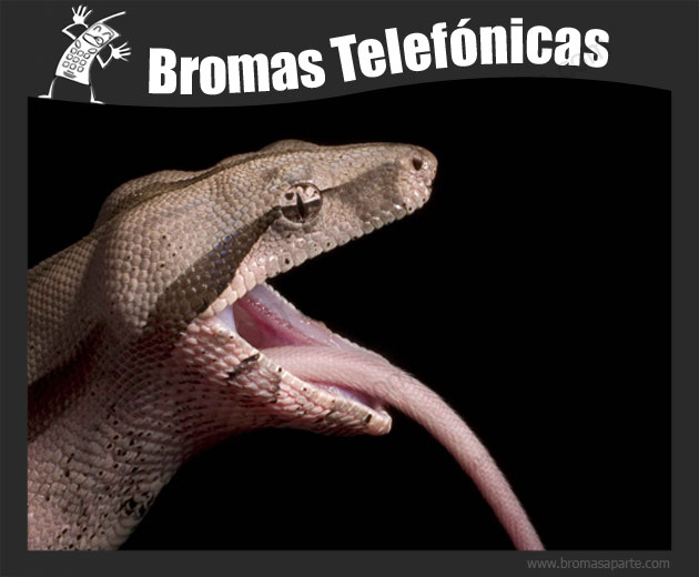 BromasAparte.com - Broma telefónica Boa Constrictor