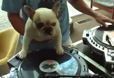 DJ Perro, el perro con marcha