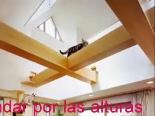 Casa ideal para gatos