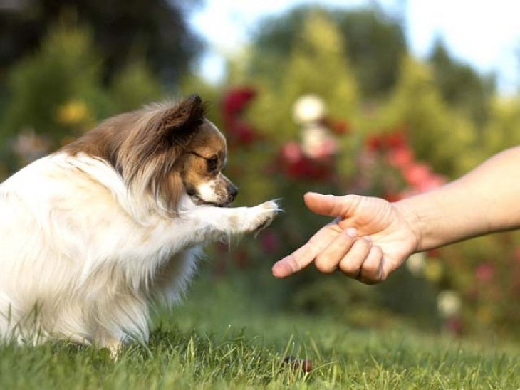 perro raza chihuahua dandole la patita a su ama