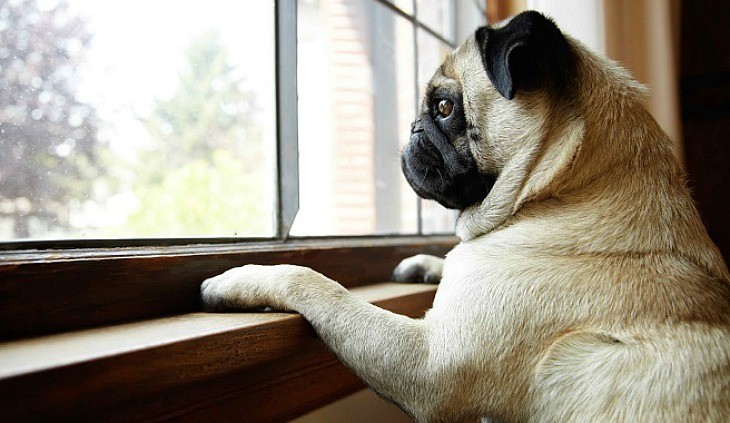 perro de raza pug  asomandose en la ventana