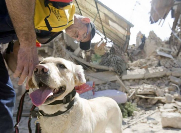 perro blanco entre escombros despues de un derrumbe