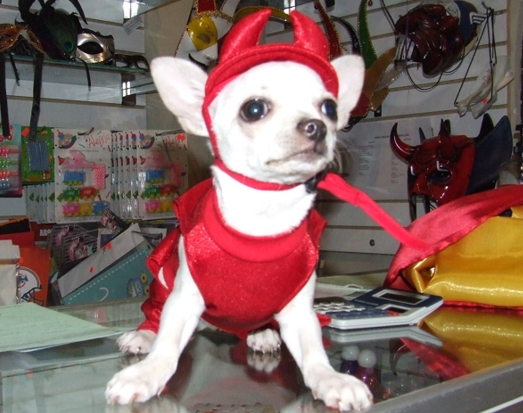 mejores-disfraces-para-animales-halloween-17