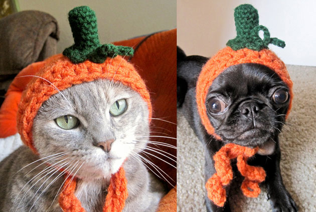 mejores-disfraces-para-animales-halloween-23