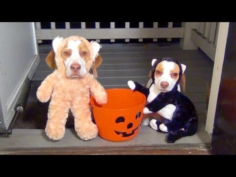 mejores-disfraces-para-animales-halloween-26