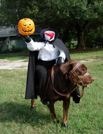 mejores-disfraces-para-animales-halloween-29