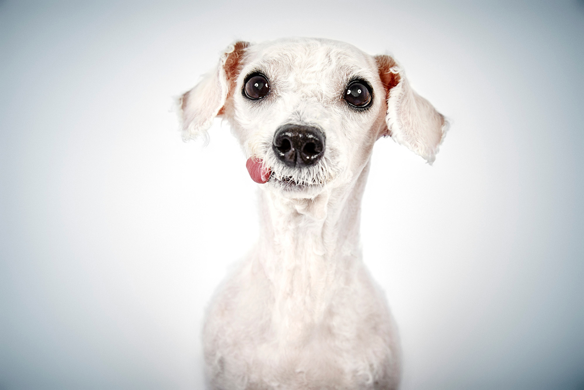 Nuno es un frise bichon, que estaba atado al picaporte de una puerta y alimentado pero no paseaba ni era atendido. Un vecino llamo a HSNY, y convenció a la dueña de entregarlo en adopción. Ahora, a los diez años, Nuno encontró su feliz final en el Upper West Side con Lorea, Dan e hijas Ana y Julia