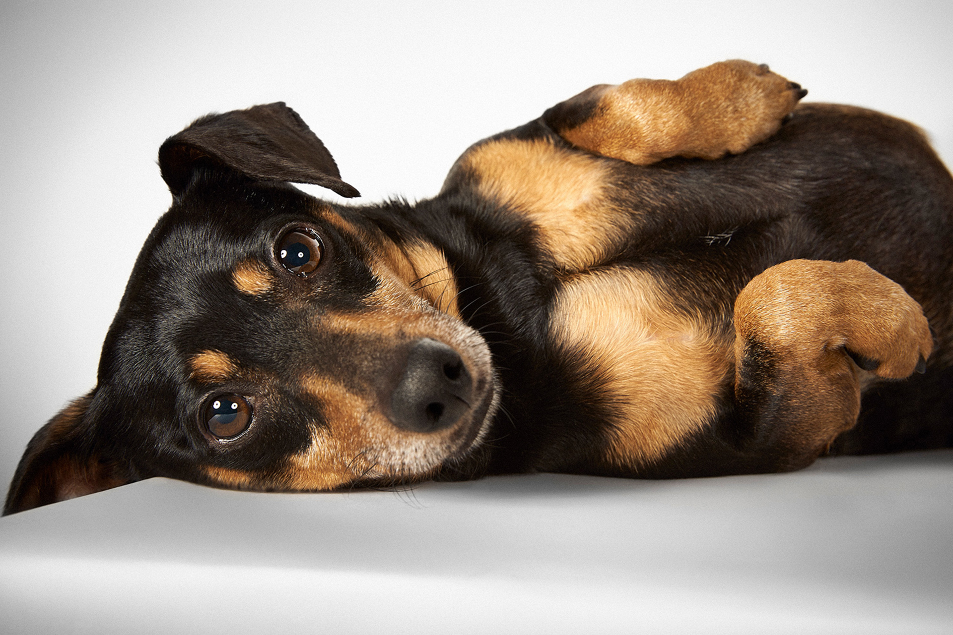 El dueño dijo que él y su familia se estaban mudando y no podían con Timothy y su hermano Kirby, así que él entregó a estos mestizos de dachshund/Chihuahua de 5 años a la Humane Society de Nueva York. Timothy debió de sentirse abrumadoy tuvo una convulsión aproximadamente una hora después.