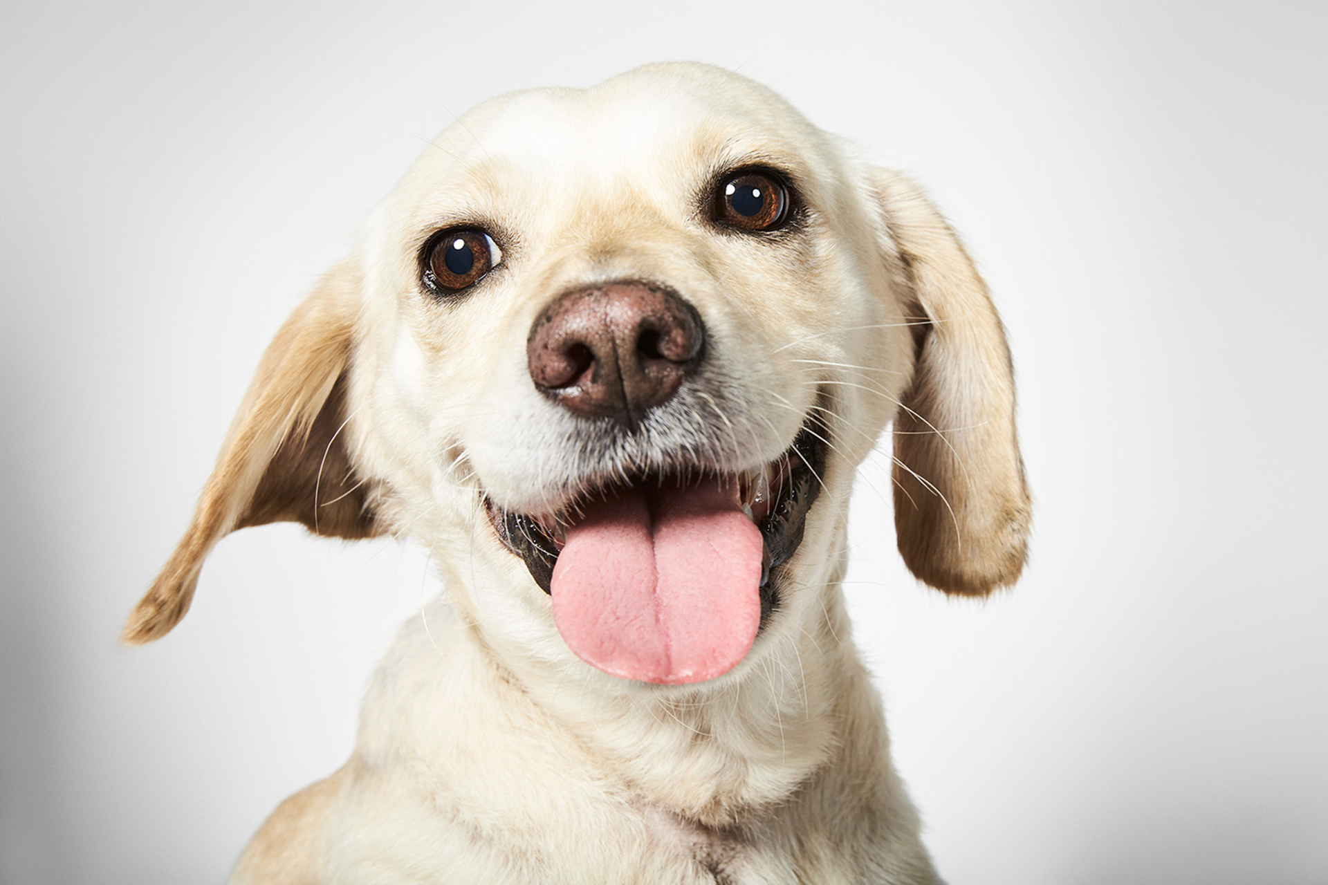 Happy dog. Радостная собака. Радостный щенок. Счастливый пес. Радостная собака картинки.