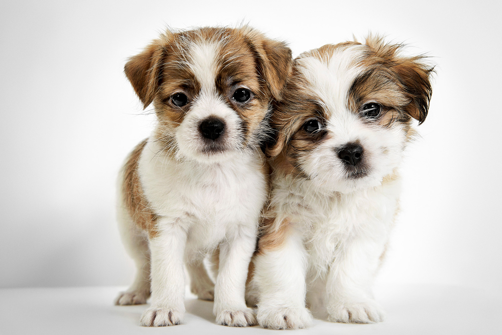 Ariel, a la izquierda, y Lily, a la derecha, llegaron a HSNY a las 8 semanas de edad. Ariel encontró un hogar con la familia de Emily. Al actuar en el reestreno de Annie en Broadway, Emily trabajó con varios perros que interpretaban a Sandy, todos entrenados por Bill Berloni, director de comportamiento y entrenamiento de HSNY. Lily fue adoptada por Thomas en un evento de adopción en el callejón de Shubert. “Este paquete saltó de los brazos de otro a los míos.” Cuando la madre de Thomas fue sometida a un reemplazo de rodilla, Lily tuvo tanto que ver con su recuperación como los doctores.