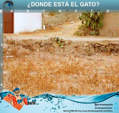 solucion-juego-agudeza-visual-donde-esta-el-gato-1