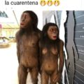 memes-covid19-humor-coronavirus-bromasaparte