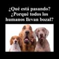 memes-covid19-humor-coronavirus-bromasaparte