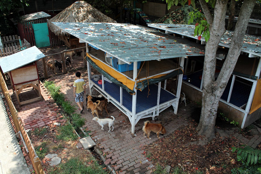 Este niño se escabullía de casa para alimentar a perros callejeros, y ahora tiene su propio refugio de animales