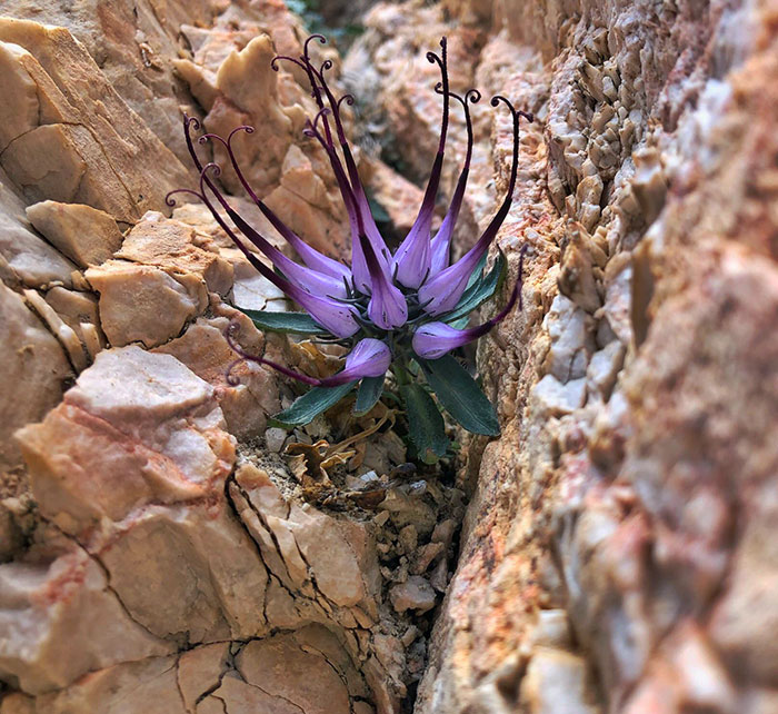 He encontrado un ejemplar de la rarísima Physoplexis Comosa